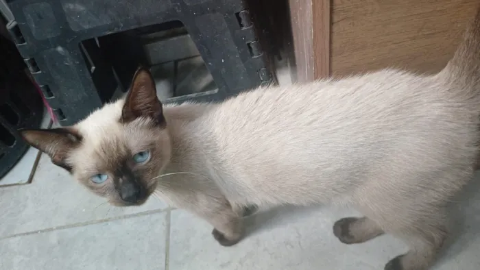 Gato raça Siamês idade 2 a 6 meses nome Theo 