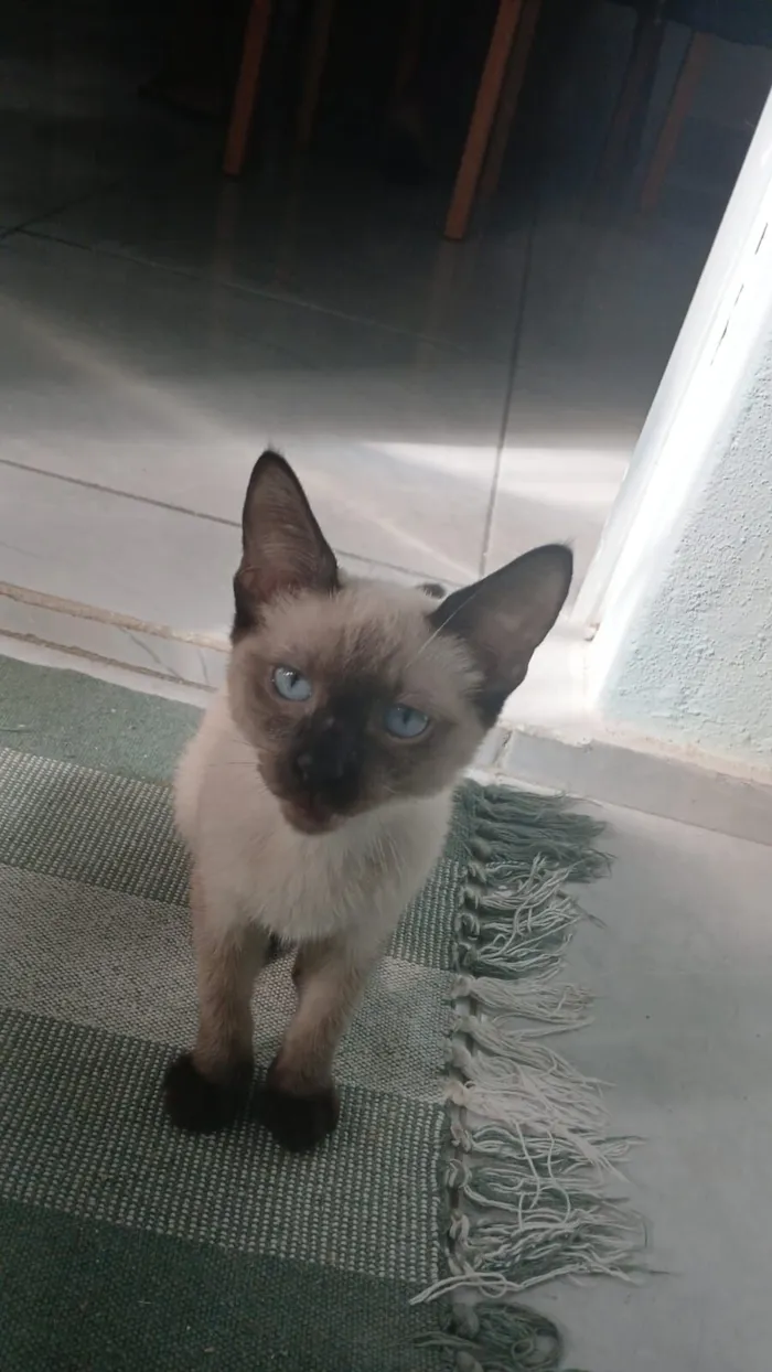 Gato raça Siamês idade 2 a 6 meses nome Theo 