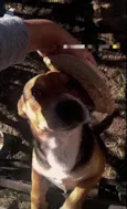 Elliot