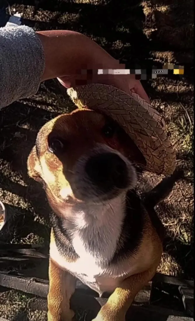 Cachorro raça SRD-ViraLata idade 2 anos nome Elliot