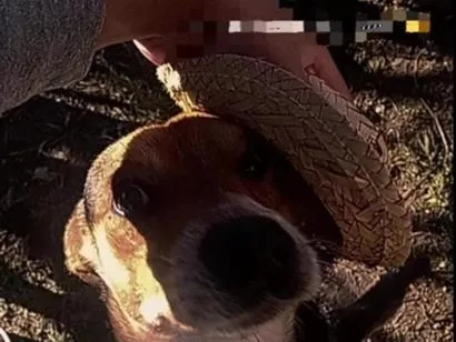 Cachorro raça SRD-ViraLata idade 2 anos nome Elliot