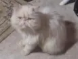 Clara