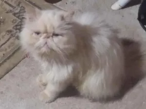 Gato raça Persa idade 1 ano nome Clara