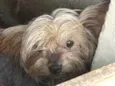 Mutley