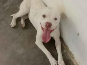 Cachorro raça Pit-Bull idade 3 anos nome Alexa 
