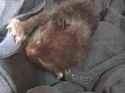 Gato raça SRD-ViraLata idade Abaixo de 2 meses nome Sem nome