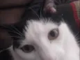 tom 