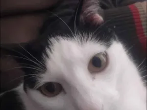 Gato raça SRD-ViraLata idade 2 anos nome tom 