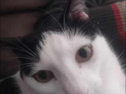 Gato raça SRD-ViraLata idade 2 anos nome tom 
