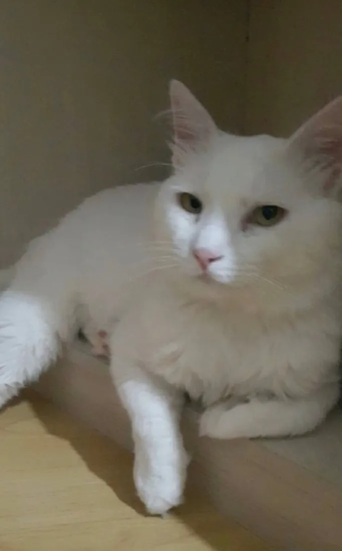 Gato raça SRD-ViraLata idade 5 anos nome Theo
