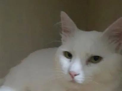 Gato raça SRD-ViraLata idade 5 anos nome Theo