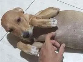 Cachorro raça SRD-ViraLata idade 2 a 6 meses nome chico