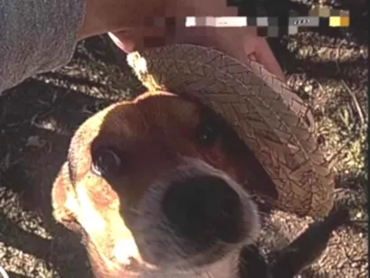 Cachorro raça SRD-ViraLata idade 2 anos nome Elliot