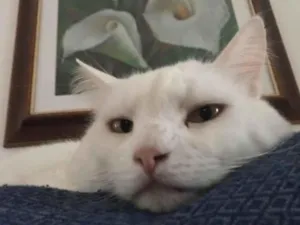 Gato raça SRD-ViraLata idade 5 anos nome Theo