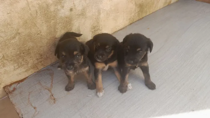 Cachorro raça SRD-ViraLata idade Abaixo de 2 meses nome sem nomes 
