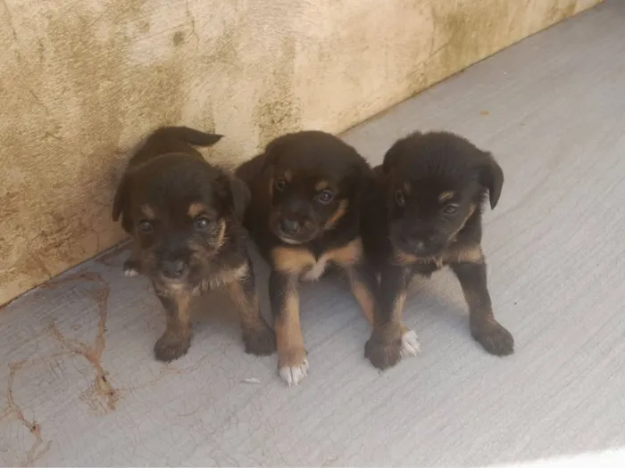 Cachorro raça SRD-ViraLata idade Abaixo de 2 meses nome sem nomes 