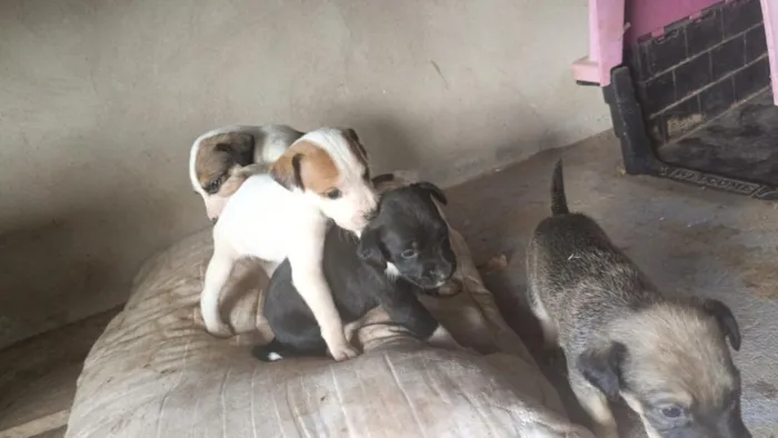 Cachorro raça SRD-ViraLata idade 2 a 6 meses nome Mel/Romeu 