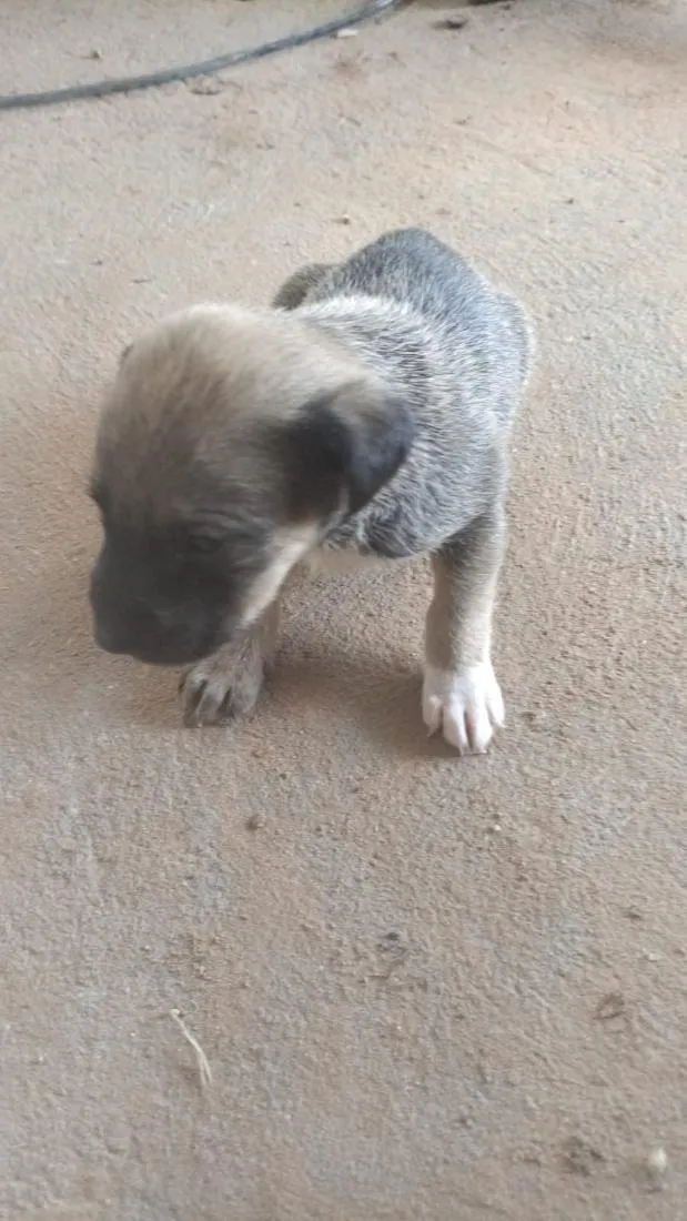 Cachorro raça SRD-ViraLata idade 2 a 6 meses nome Mel/Romeu 