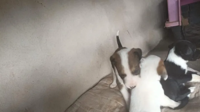Cachorro raça SRD-ViraLata idade 2 a 6 meses nome Mel/Romeu 