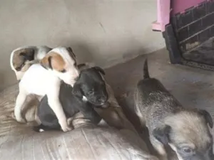 Cachorro raça SRD-ViraLata idade 2 a 6 meses nome Mel/Romeu 