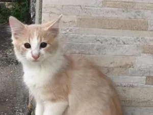 Gato raça SRD-ViraLata idade 2 a 6 meses nome sem nome