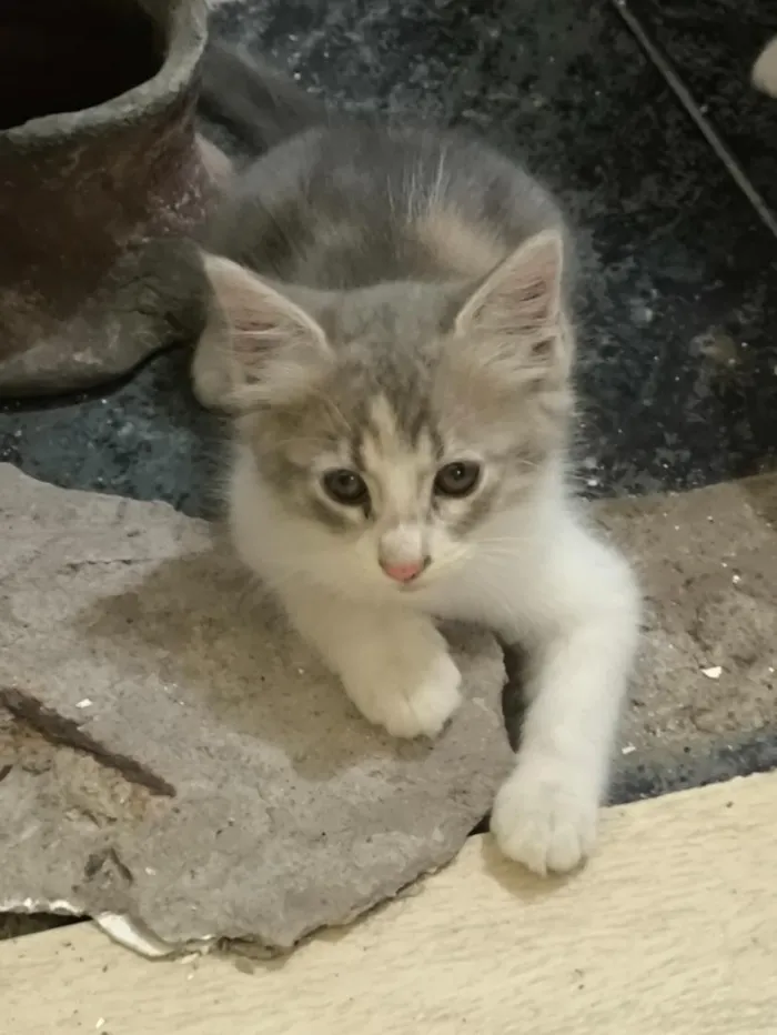 Gato raça SRD-ViraLata idade 2 a 6 meses nome sem nome