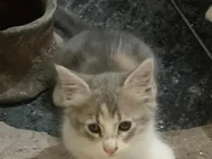 Gato raça SRD-ViraLata idade 2 a 6 meses nome sem nome