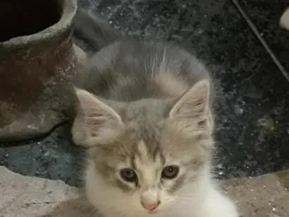 Gato raça SRD-ViraLata idade 2 a 6 meses nome sem nome