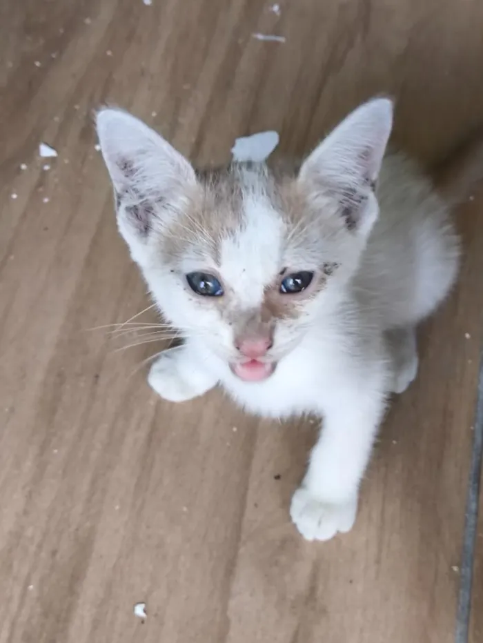 Gato raça SRD-ViraLata idade 2 a 6 meses nome sem nome 