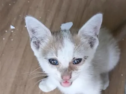Gato raça SRD-ViraLata idade 2 a 6 meses nome sem nome 