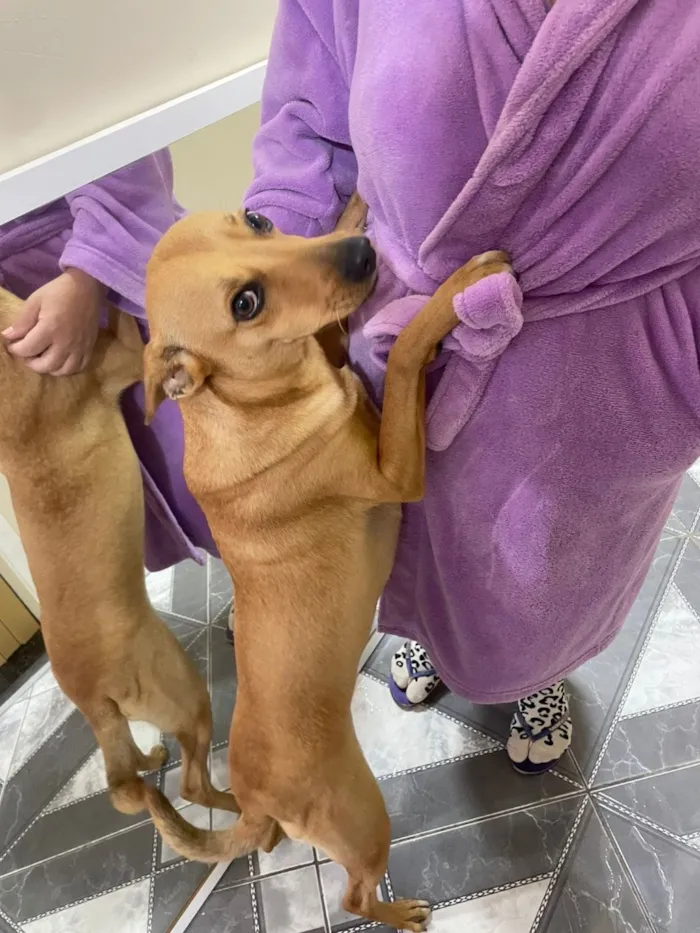 Cachorro raça SRD-ViraLata idade 4 anos nome Lili