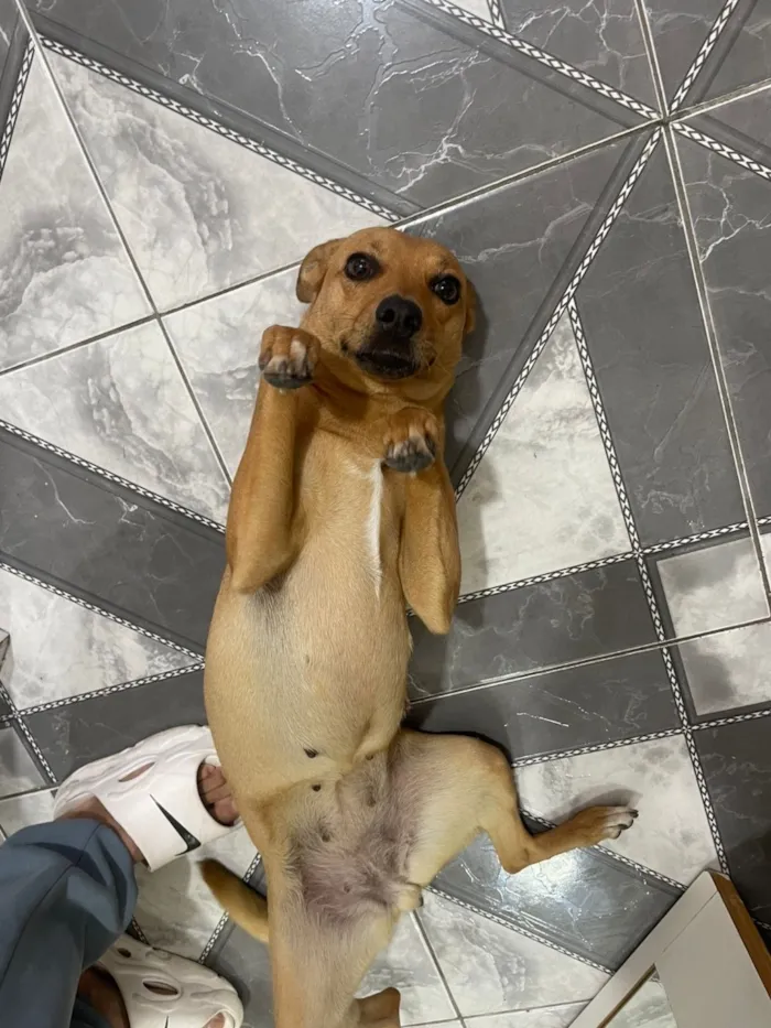 Cachorro raça SRD-ViraLata idade 4 anos nome Lili