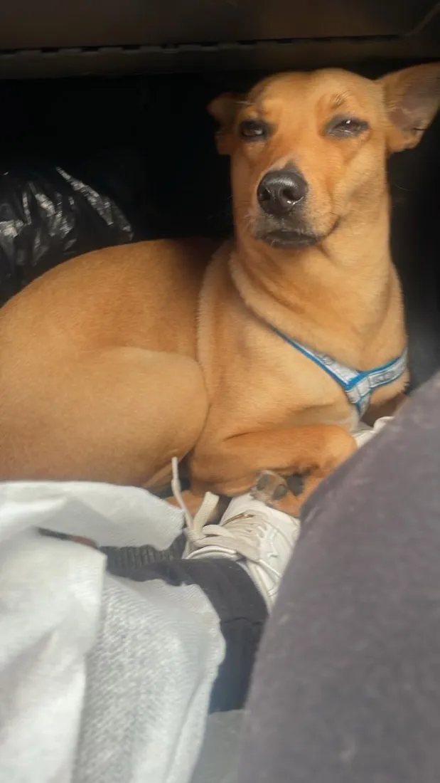 Cachorro raça SRD-ViraLata idade 4 anos nome Lili