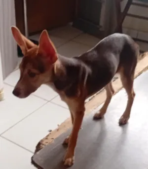Cachorro raça SRD-ViraLata idade 2 a 6 meses nome Zinha 