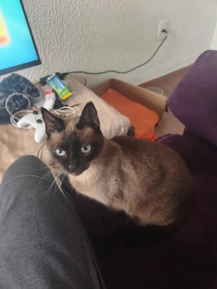 Gato raça SRD-ViraLata idade 1 ano nome Cherry