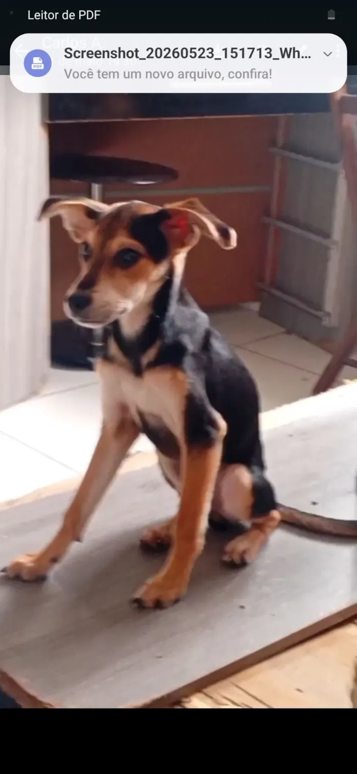 Cachorro raça SRD-ViraLata idade 2 a 6 meses nome Quito
