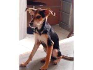 Cachorro raça SRD-ViraLata idade 2 a 6 meses nome Quito