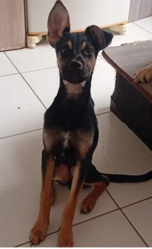 Cachorro raça SRD-ViraLata idade 2 a 6 meses nome C.P.