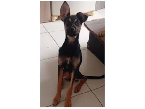 Cachorro raça SRD-ViraLata idade 2 a 6 meses nome C.P.