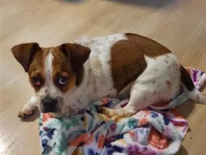 Cachorro raça SRD-ViraLata idade 1 ano nome Pingo