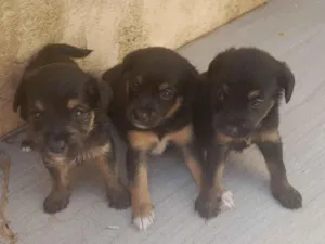Cachorro raça SRD-ViraLata idade Abaixo de 2 meses nome sem nomes 