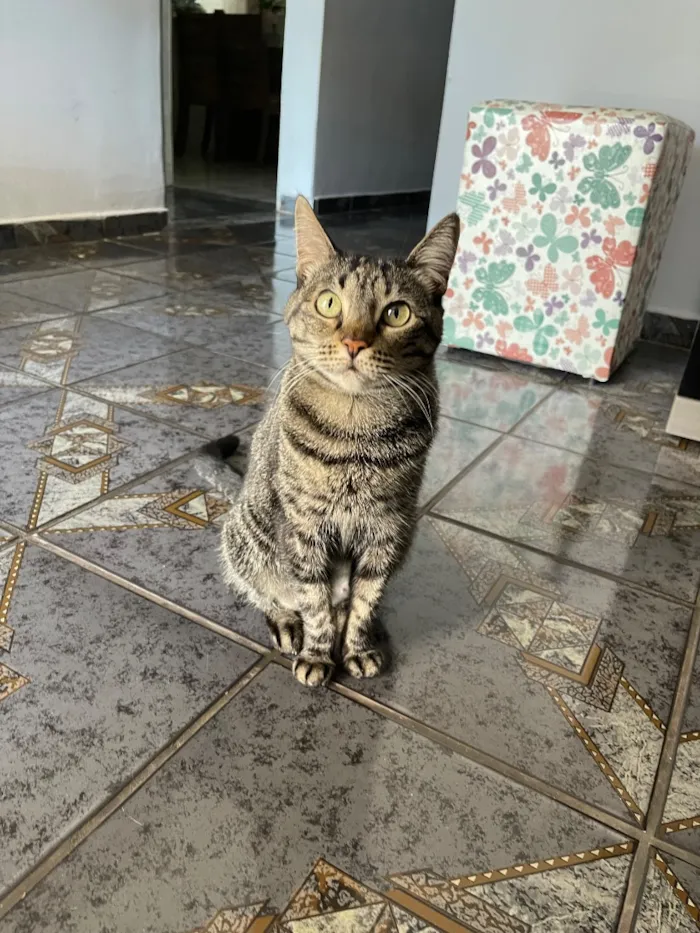Gato raça SRD-ViraLata idade 5 anos nome Maria