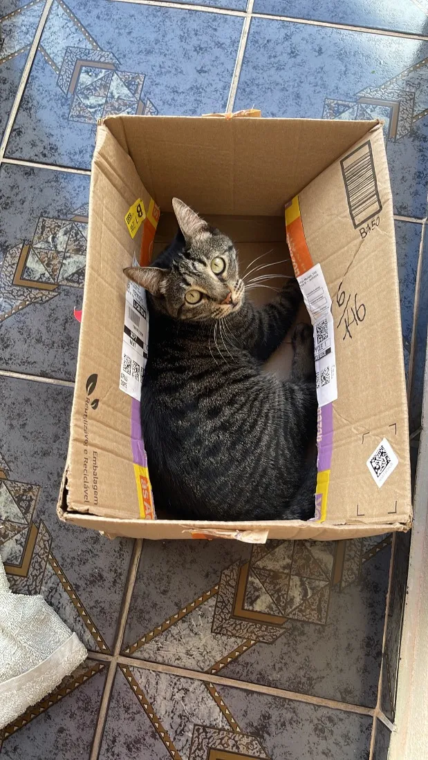 Gato raça SRD-ViraLata idade 5 anos nome Maria