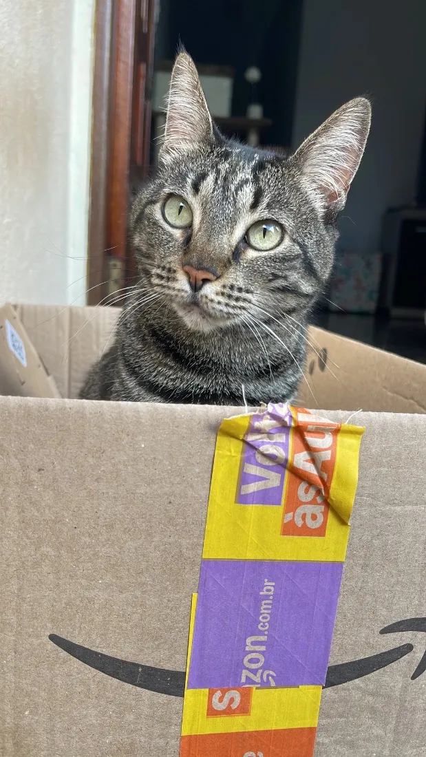 Gato raça SRD-ViraLata idade 5 anos nome Maria