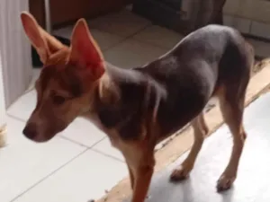 Cachorro raça SRD-ViraLata idade 2 a 6 meses nome Zinha 