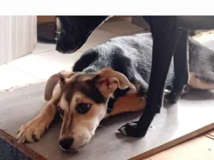 Cachorro raça SRD-ViraLata idade 2 a 6 meses nome Tula 