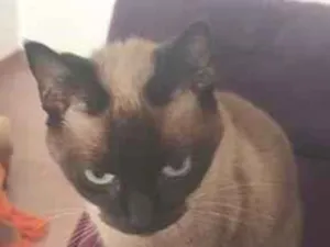 Gato raça SRD-ViraLata idade 1 ano nome Cherry