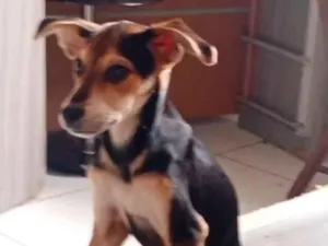 Cachorro raça SRD-ViraLata idade 2 a 6 meses nome Quito