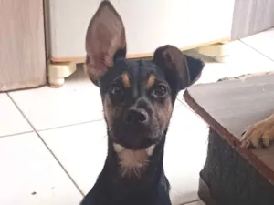 Cachorro raça SRD-ViraLata idade 2 a 6 meses nome C.P.