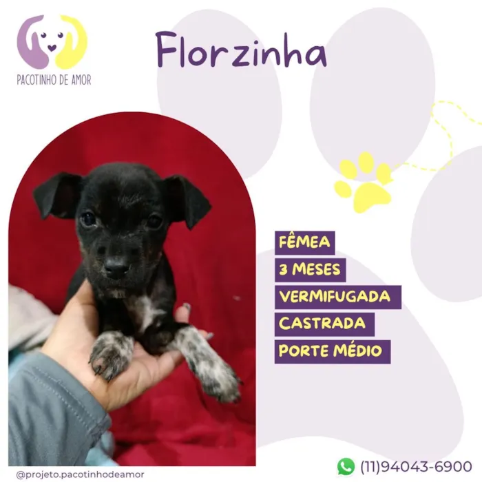 Cachorro raça SRD-ViraLata idade 2 a 6 meses nome Florzinha